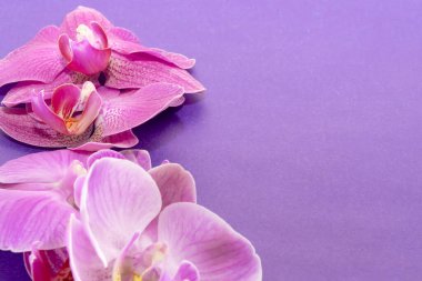 Makro atış. Mor arkaplanda orkide çiçekleri.