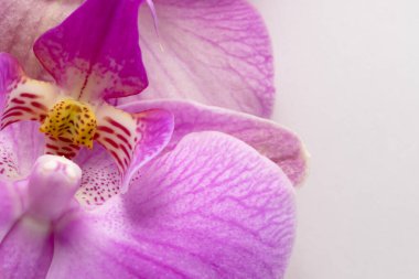 Makro atış. Beyaz arkaplanda orkide çiçekleri.