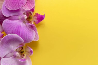 Makro atış. Sarı arkaplanda orkide çiçekleri.