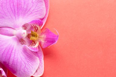 Makro atış. Kırmızı arkaplanda orkide çiçekleri.