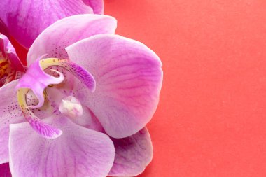 Makro atış. Kırmızı arkaplanda orkide çiçekleri.