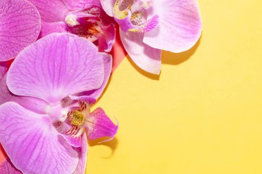 Makro atış. Sarı arkaplanda orkide çiçekleri.