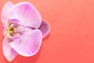 Makro atış. Kırmızı arkaplanda orkide çiçekleri.