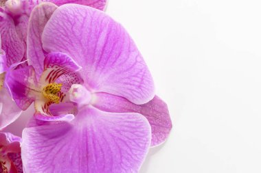 Makro atış. Beyaz arkaplanda orkide çiçekleri.