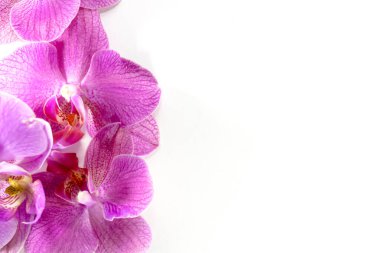Makro atış. Beyaz arkaplanda orkide çiçekleri.