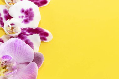 Makro atış. Sarı arkaplanda orkide çiçekleri.