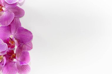 Makro atış. Beyaz arkaplanda orkide çiçekleri.