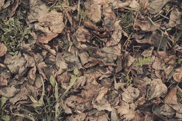Lkbaharda Ormandaki Eski Yaprakların Üzerine Serpiştirilir — Stok fotoğraf