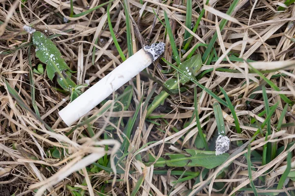 Cigarette Sur Herbe Danger Feu Forêt — Photo