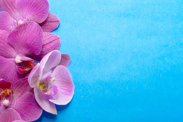 Makro atış. Mavi arkaplanda orkide çiçekleri.