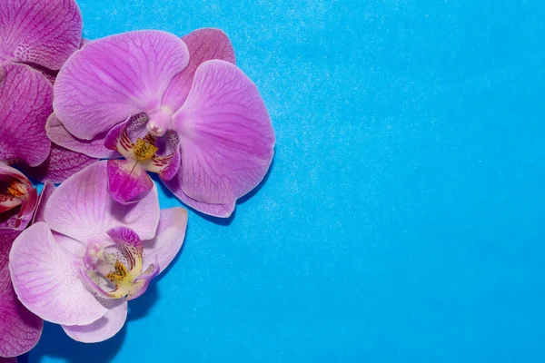 Makro atış. Mavi arkaplanda orkide çiçekleri.