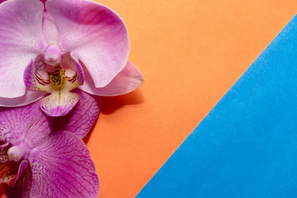 Makro atış. Mavi-turuncu arka planda orkide çiçekleri.