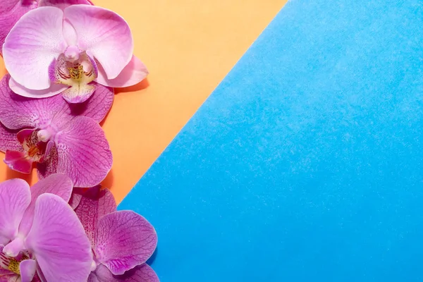Makro atış. Mavi-turuncu arka planda orkide çiçekleri.