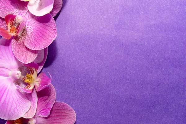 Makro atış. Mor arkaplanda orkide çiçekleri.