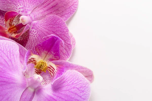 Makro atış. Beyaz arkaplanda orkide çiçekleri.