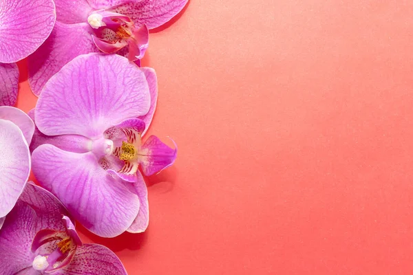 Makro atış. Kırmızı arkaplanda orkide çiçekleri.