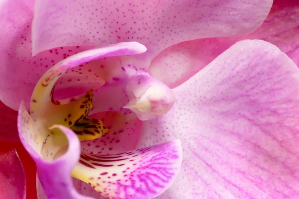 Macro Sparato Fiori Orchidea Sfondo Rosso — Foto Stock