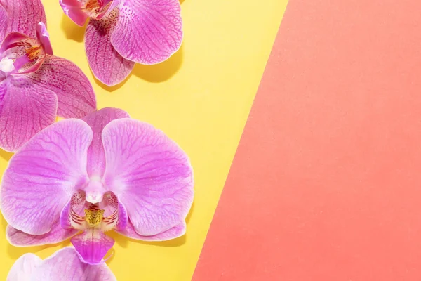 Makro atış. Sarı-kırmızı arkaplanda orkide çiçekleri.