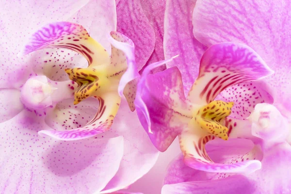 Makro Strzał Fioletowe Kwiaty Orchidei Obraz Tła — Zdjęcie stockowe