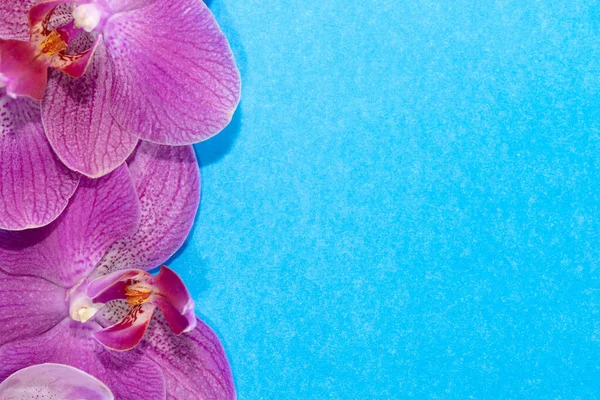 Makro atış. Mavi arkaplanda orkide çiçekleri.
