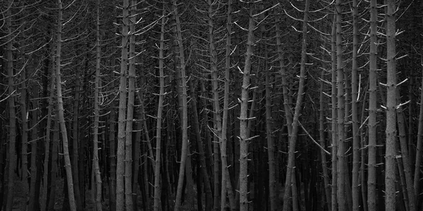 Vue Aérienne Une Forêt Enneigée — Photo