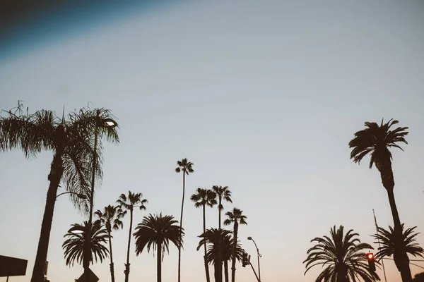 Palmeras en el cielo despejado — Foto de Stock