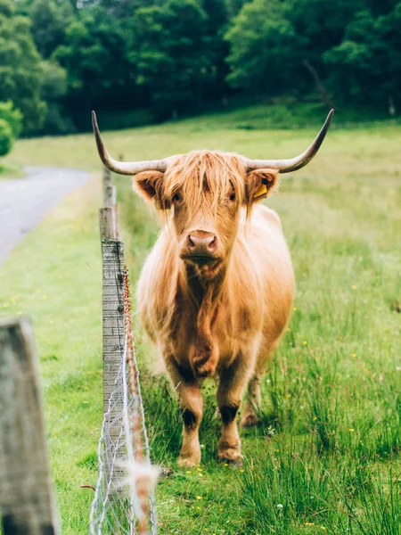 Bull debout près de la clôture — Photo