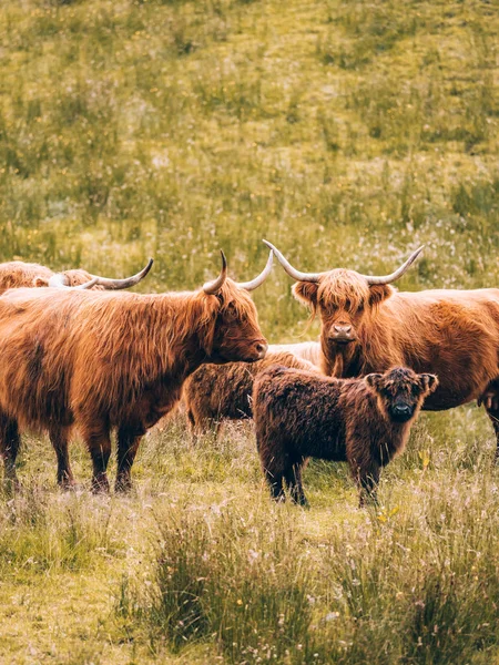 Grupa Longhorn byki stojący w polu — Zdjęcie stockowe