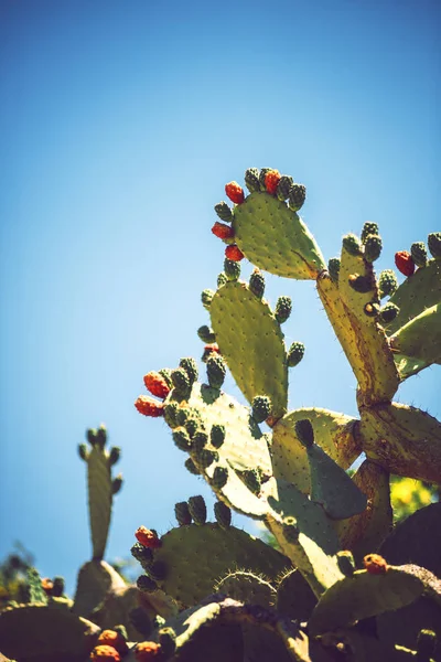 Poires Piquantes Vertes Sur Ciel Clair — Photo