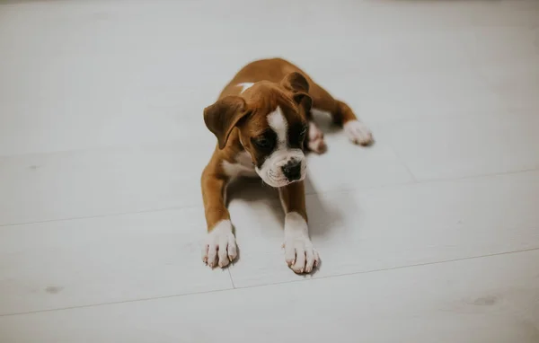 Retrato Cachorro Marrom Bonito Com Patas Brancas Chão Casa — Fotografia de Stock
