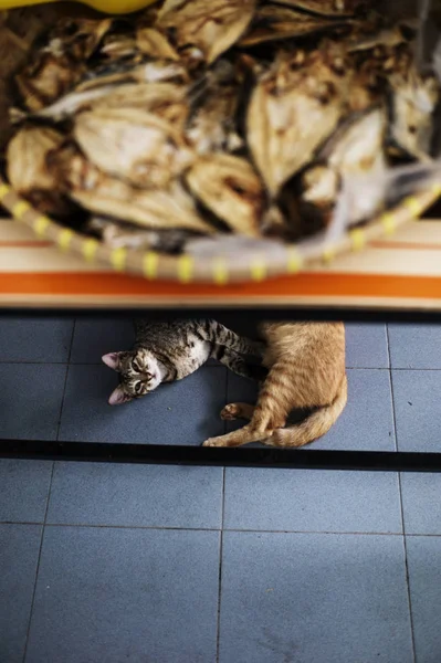 High Angle View Two Cats Lying Tiled Floor Counter Shop — Stock Photo, Image