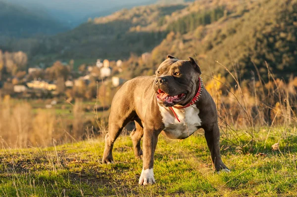 Alert Buldog Amerykański Stojący Trawie Zewnątrz — Zdjęcie stockowe