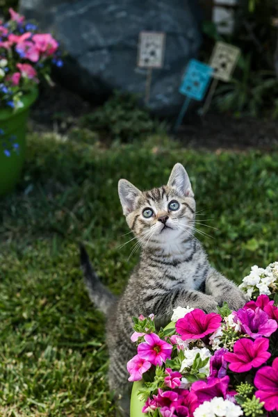 Gatito jugando en jardín — Foto de Stock