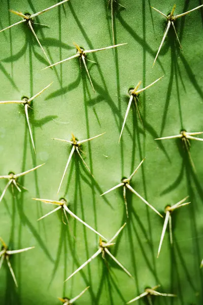 Full Frame Shot Cacti Trunk Thorns — Stock Photo, Image