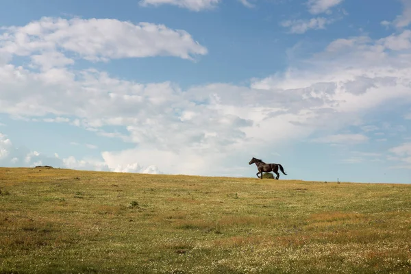 Koń, uruchomiona na łące — Zdjęcie stockowe