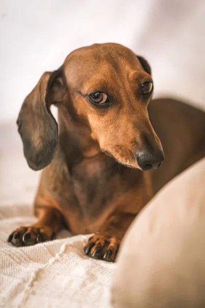 Dachshund lying on beige couch — Stock Photo, Image