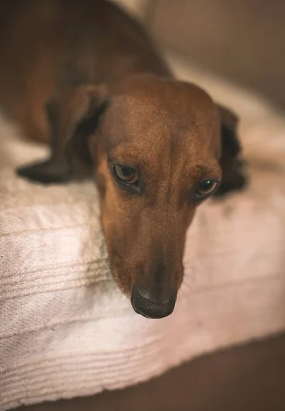 Dachshund lying on beige couch — Stock Photo, Image