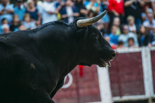 Bull head over crowd — Stock Photo, Image