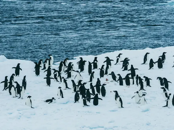 Pingüinos caminando sobre la nieve — Foto de Stock