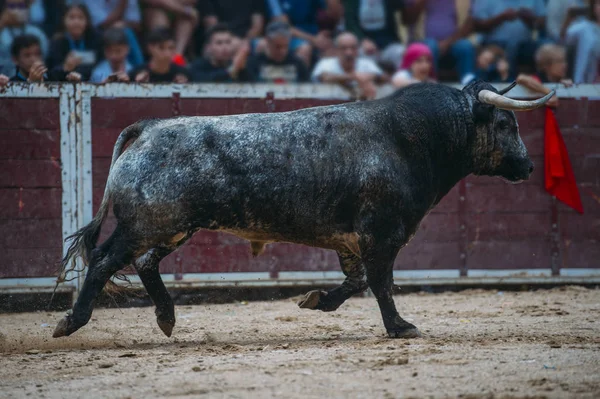 Ταύρος, τρέξιμο στην άμμο αρένα ταυρομαχιών — Φωτογραφία Αρχείου