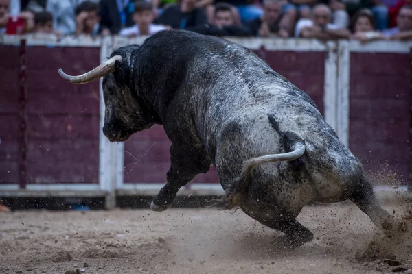 Bull in motion on bullring sand — Stockfoto