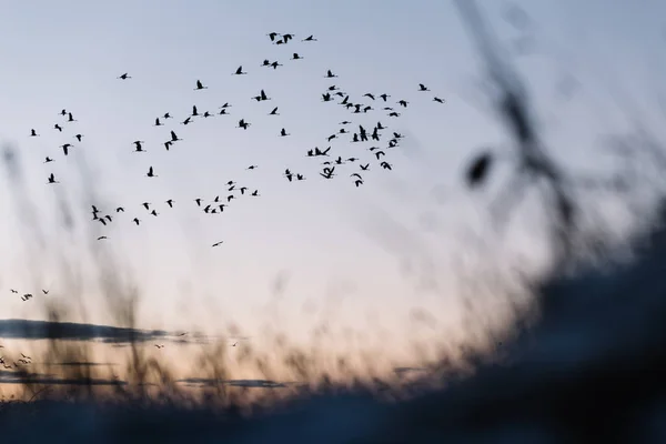 Чорні Птахи Летять Блакитному Небі Над Сухим Полем — стокове фото
