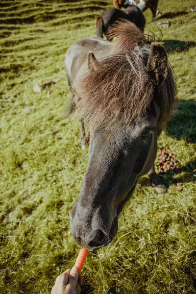 Рука Кормит Лошадь Морковью Лужайке Солнцем — стоковое фото
