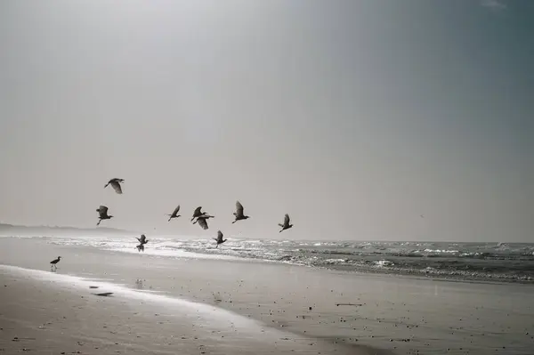 晴れた夜の海で砂浜の海岸に飛んでいる鳥 — ストック写真
