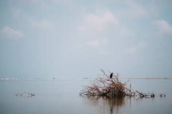 Vue Oiseau Sur Arbre Tombé Dans Étang Sale Par Une — Photo