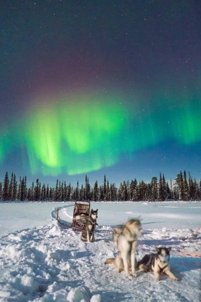 Hundar Släden Vilar Snö Himmel Med Polar Ljus — Stockfoto