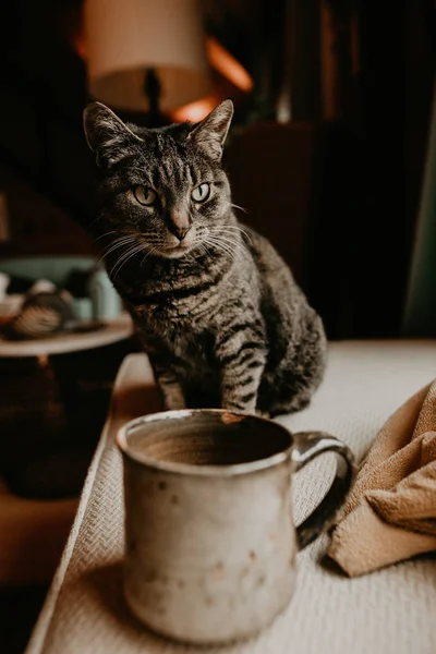 Niedliche Kleine Katze Sitzt Hause Auf Dem Tisch Metallbecher — Stockfoto