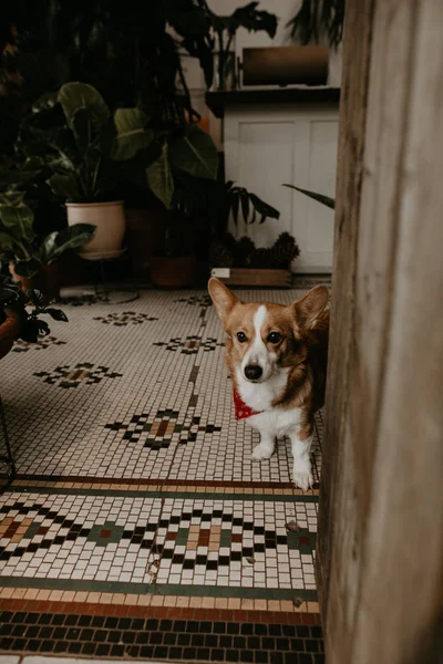 Cão Pequeno Bonito Entrada Olhando Para Câmera — Fotografia de Stock