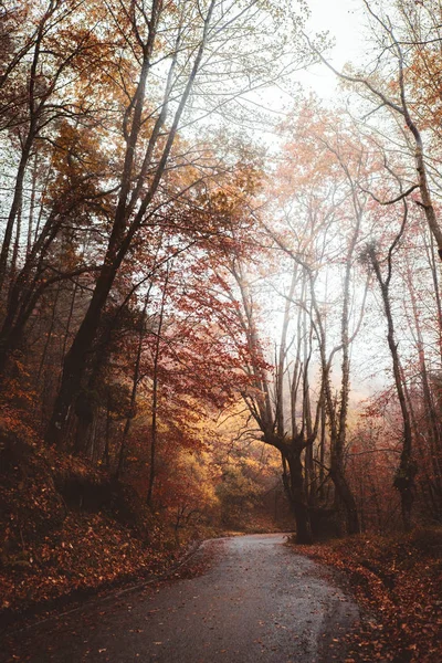 Árvores Outono Sobre Estrada Asfalto Madeiras — Fotografia de Stock