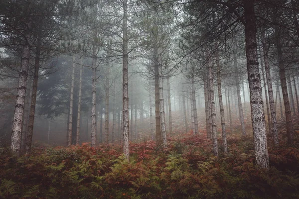 Forêt Automnale Colorée Sur Pente Colline — Photo